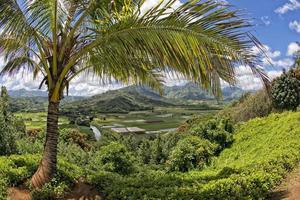 hawaii kauai fields on sunny day photo