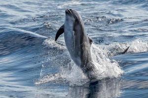 common dolphin jumping outside the ocean photo