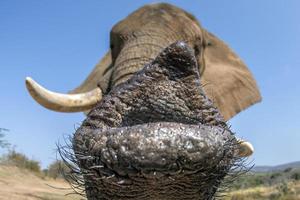 detalle de la trompa de elefante de cerca foto