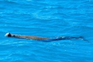 dugongo australiano mientras nada en la superficie del mar foto