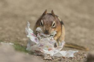 Ground squirrel portrait while eating paper photo