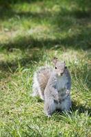 A grey squirrel while looking at you photo