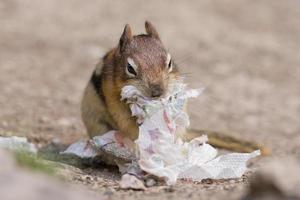 Ground squirrel portrait while eating paper photo