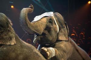 elephant exhibition at the circus photo