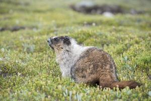 Canadian Marmot Portrait photo