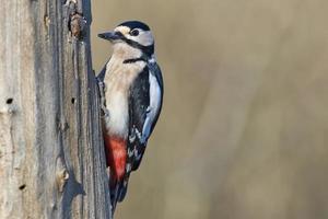 Female Red woodpecker photo