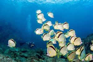 School of Angel fish looking at you photo