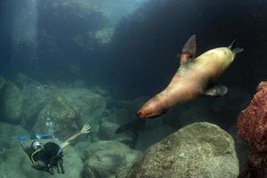 Puppy sea lion underwater looking at you photo