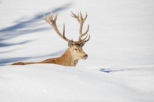 Isolated Deer on the white snow background photo