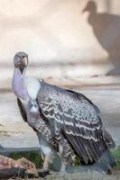 vulture buzzard while eating a dead animal photo