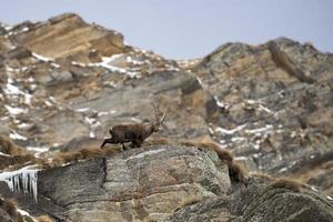 Isolated ibex deer long horn sheep Steinbock photo