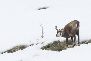 Chamois deer in the snow background photo