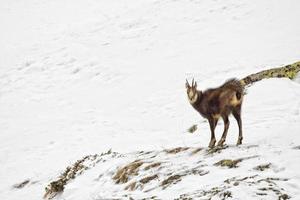 Chamois deer in the snow background photo