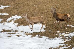 Deer running on the grass background photo