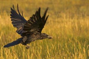 Raven eating a cricket on yellow background photo