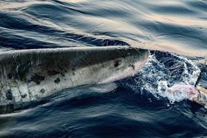 Great White shark while attacking a fish photo