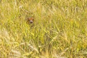 perro corriendo en el campo de la riqueza foto