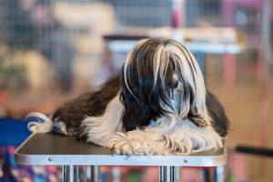 big black and white maltese dog while relaxing photo