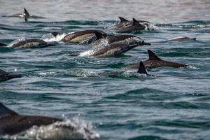 huge group of common dolphin jumping outside the ocean photo