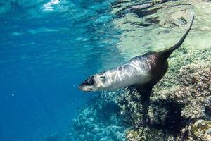 foca de león marino bajo el agua mientras bucea en galápagos foto