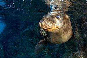 sea lion seal underwater while diving galapagos photo