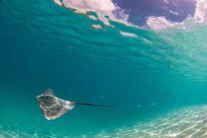 Stingray in french polynesia photo