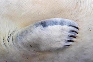 detalle de la aleta del cachorro de foca gris foto