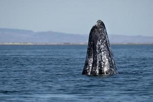 avistamiento de ballenas grises en baja california foto
