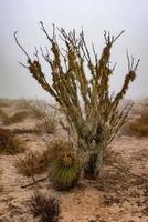 cactus de california en el fondo de la niebla foto