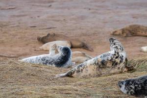 cachorro de foca gris mientras se relaja en la playa en gran bretaña foto