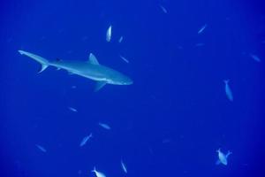 tiburón gris listo para atacar bajo el agua foto