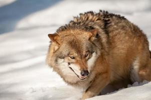 Grey wolf on the snow background photo