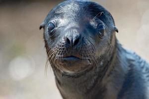 baby newborn sea lion on the beach photo