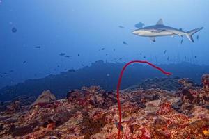 Grey shark jaws ready to attack underwater close up portrait photo