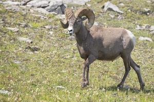 Big Horn Sheep portrait photo