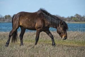 Assateague horse wild pony photo