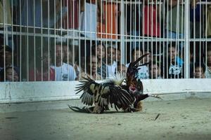 MOALBOAL - PHILIPPINES - DECEMBER 29, 2012 - Annual Cock derby fight photo