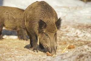 A wild pork mouth while eating photo