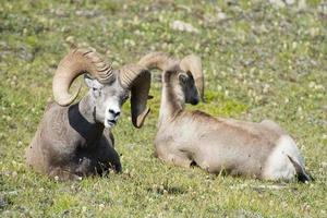 Big Horn Sheep portrait photo