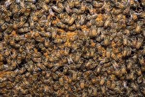bees inside beehive macro close up photo