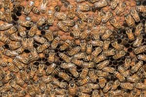 bees inside beehive macro close up photo