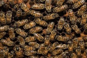 bees inside beehive macro close up photo