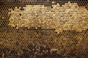 bees inside beehive macro close up photo