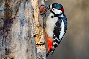 Male Red woodpecker photo