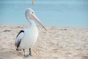 Pelican close up portrait on the beach photo