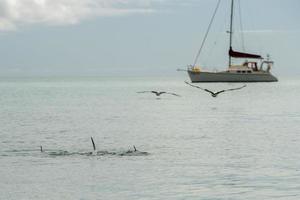 mono mia delfines cerca de la orilla foto