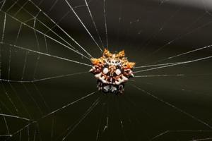 tropical spider with its prey photo