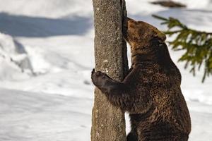 bear portrait in the snow photo