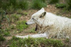 white wolf yawning photo