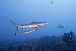 Grey shark jaws ready to attack underwater close up portrait photo